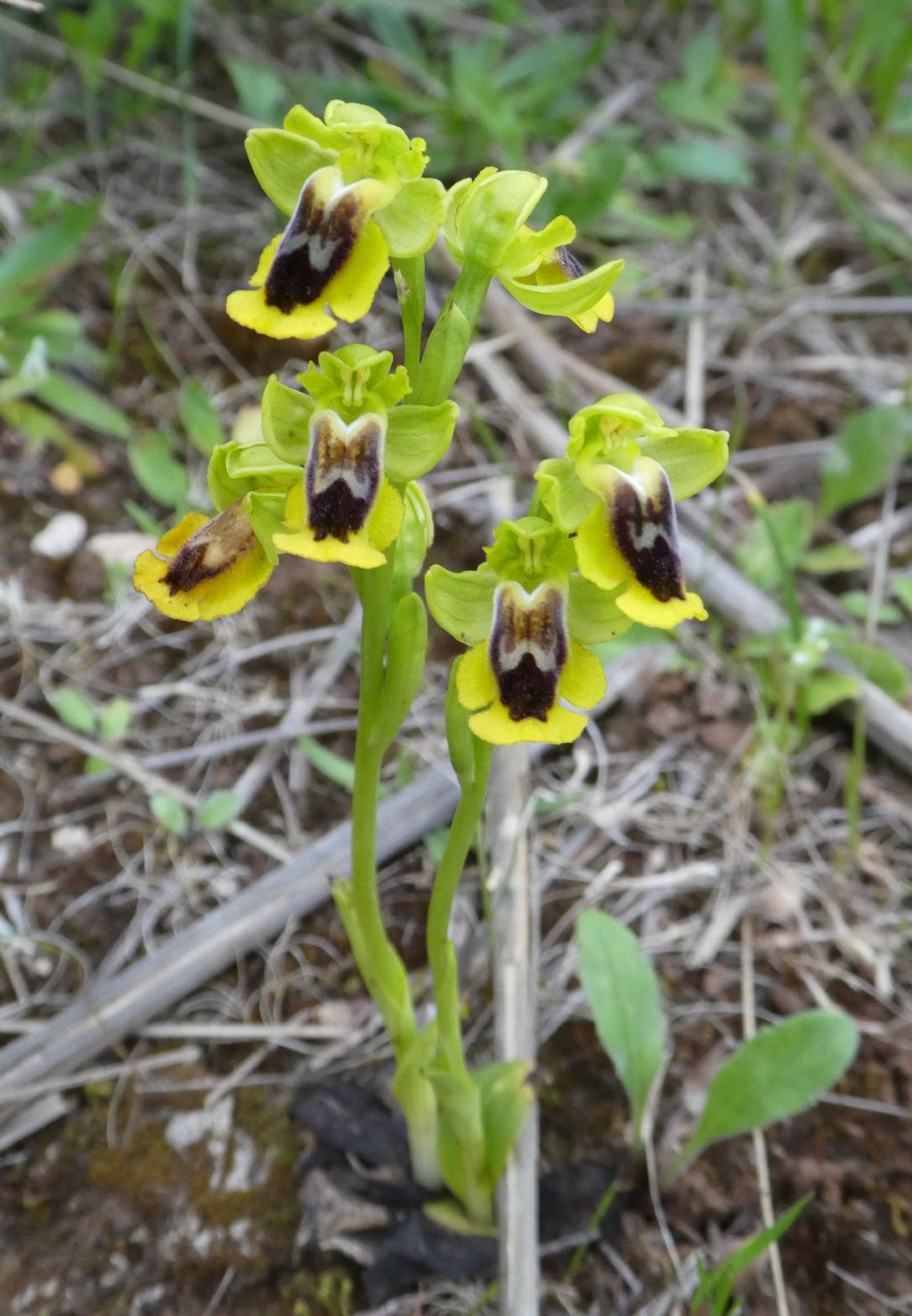 Ophrys lutea